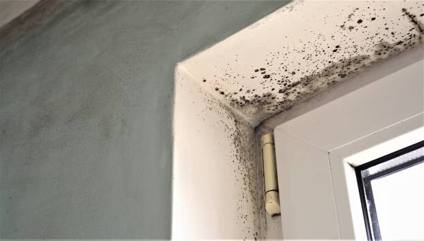 Best Real Estate Mold Inspection  in East Douglas, MA
