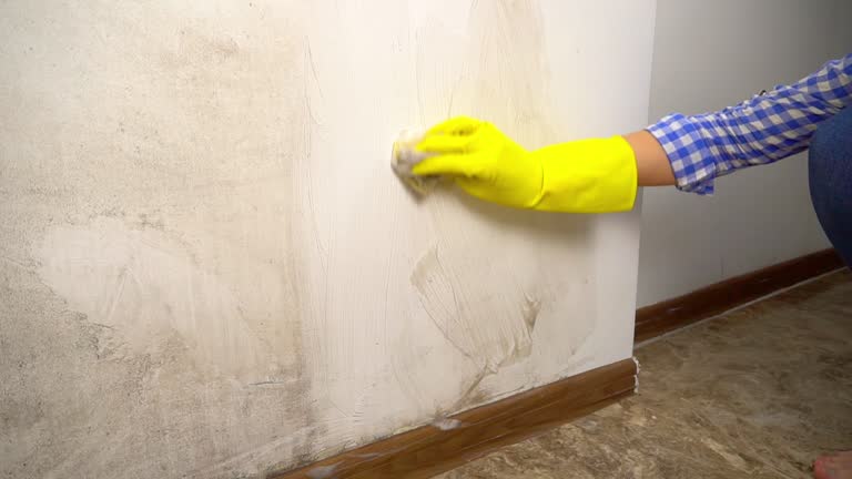 Best Mold Documentation for Insurance Claims  in East Douglas, MA