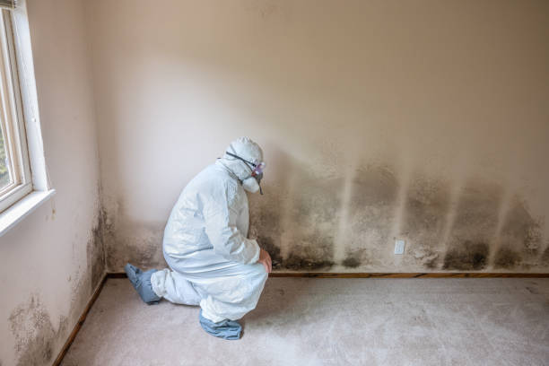 Best Post-Construction Mold Inspection  in East Douglas, MA